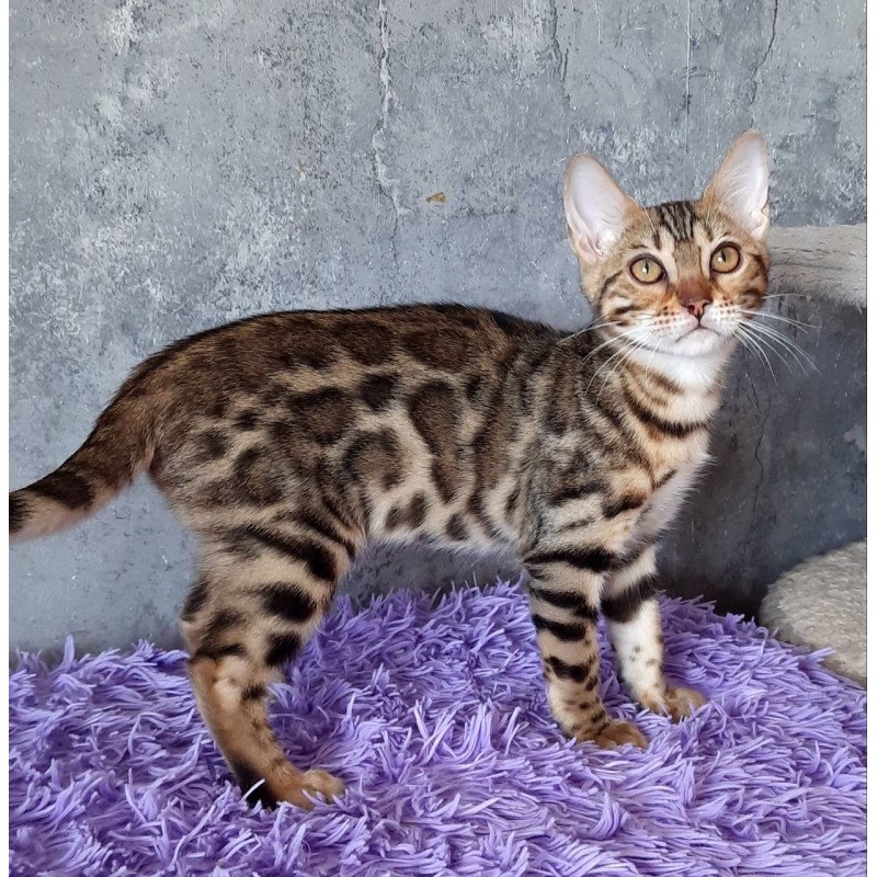 Bengal EM Zara