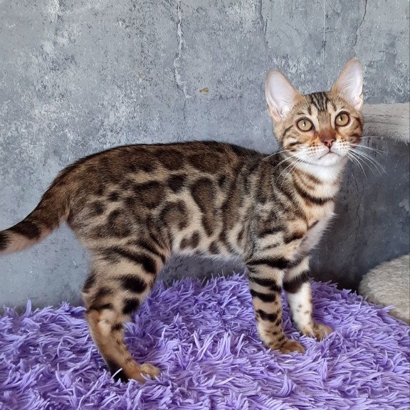 Bengal EM Zara