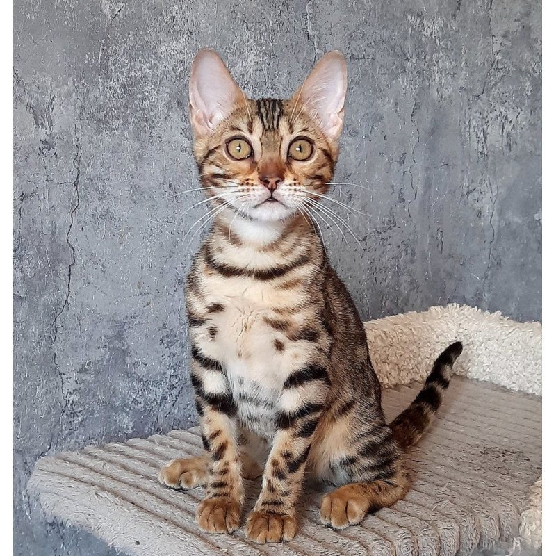 Bengal EM Zara
