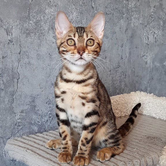 Bengal EM Zara