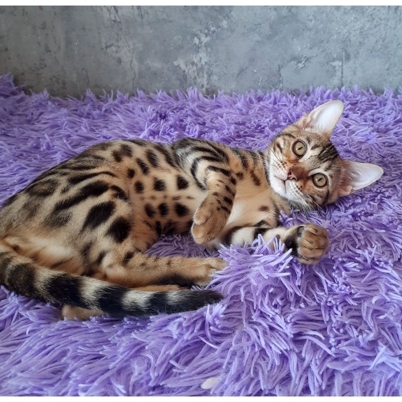 Bengal EM Zara