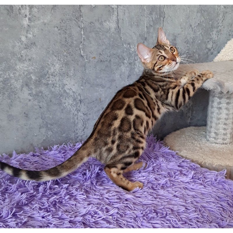 Bengal EM Zara