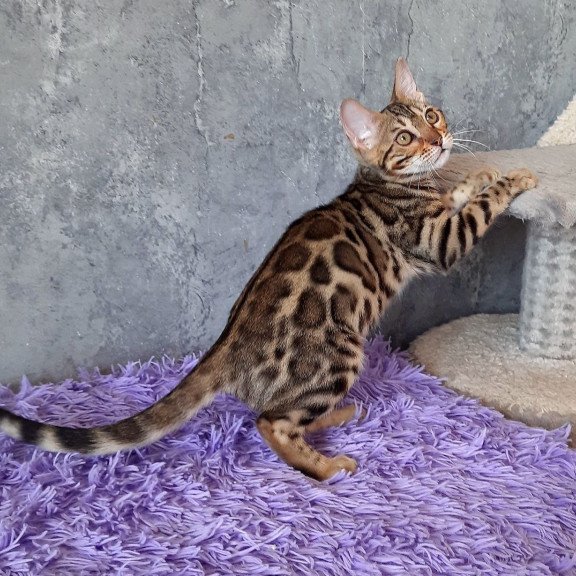 Bengal EM Zara