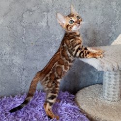Bengal EM Archi