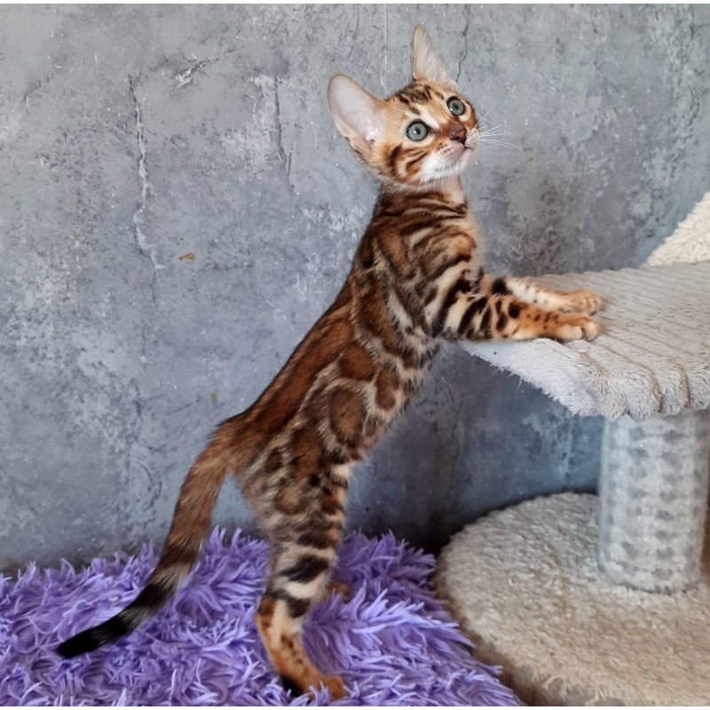 Bengal EM Archi