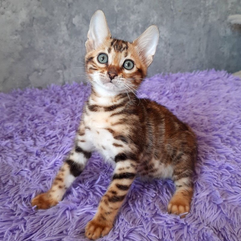 Bengal EM Archi