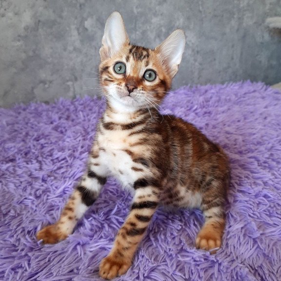 Bengal EM Archi