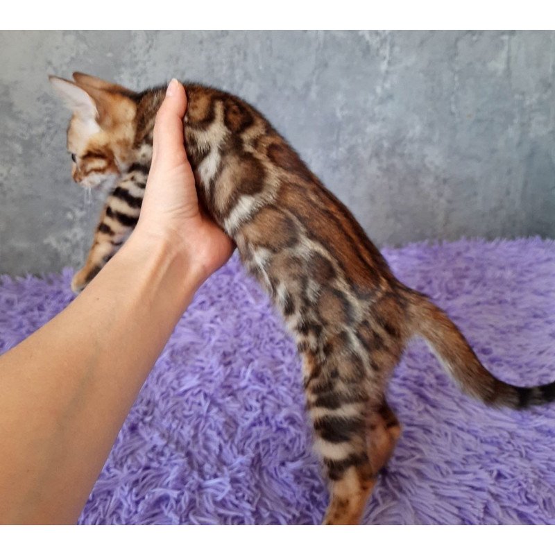 Bengal EM Archi