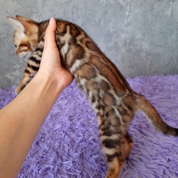 Bengal EM Archi