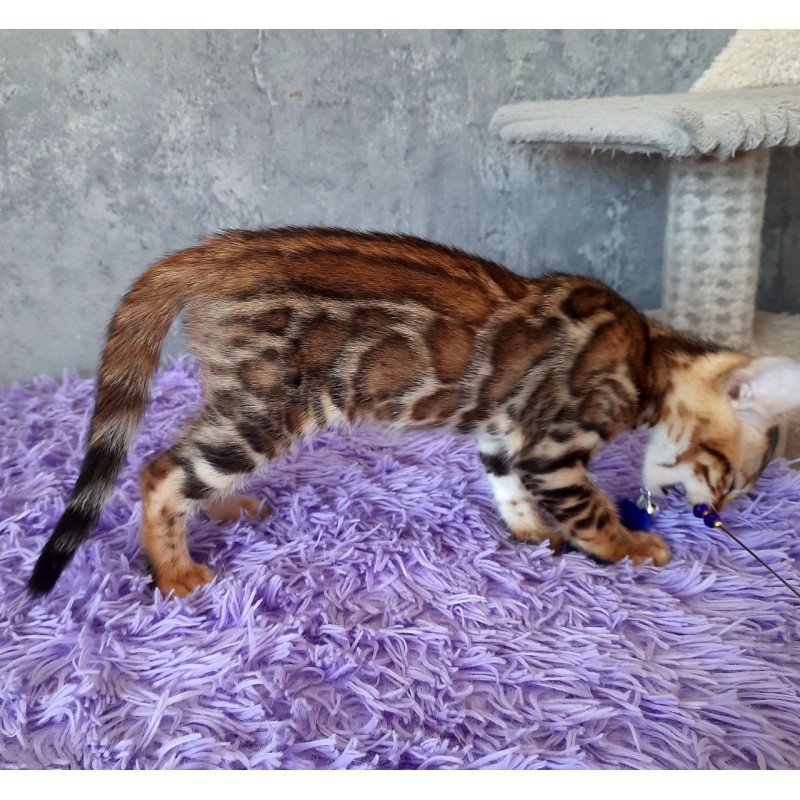 Bengal EM Archi