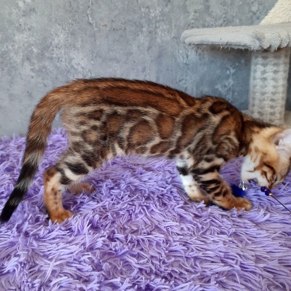 Bengal EM Archi