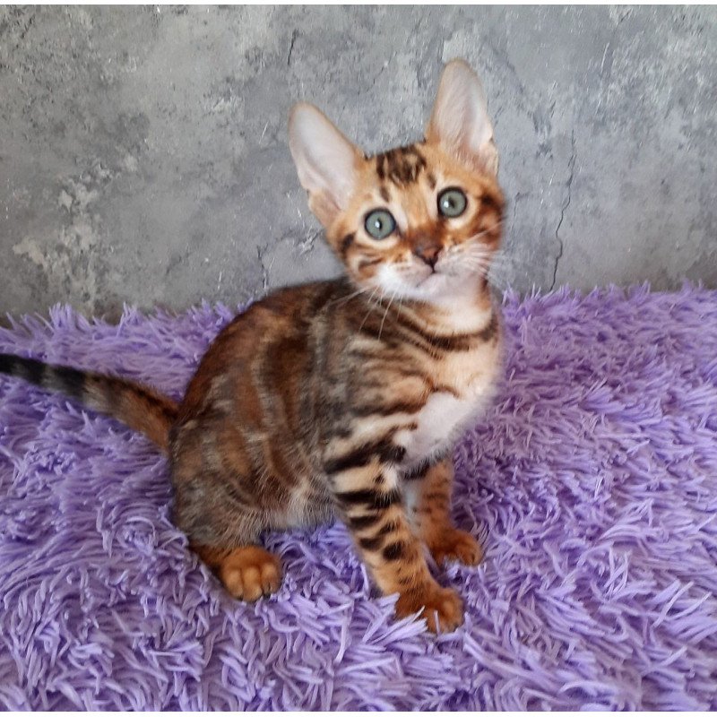 Bengal EM Archi