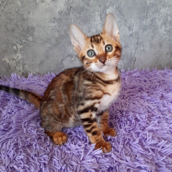 Bengal EM Archi