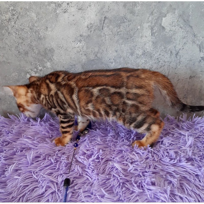 Bengal EM Archi