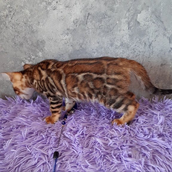 Bengal EM Archi