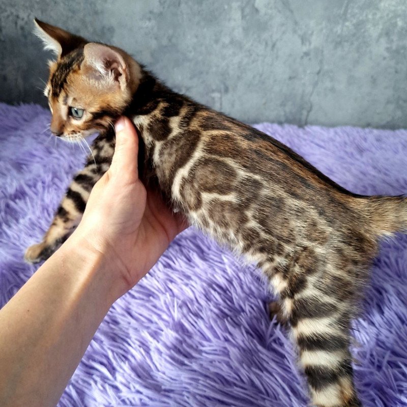 Bengal EM Amur