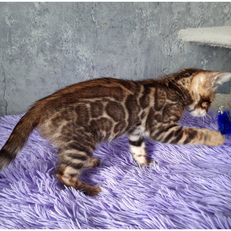 Bengal EM Amur