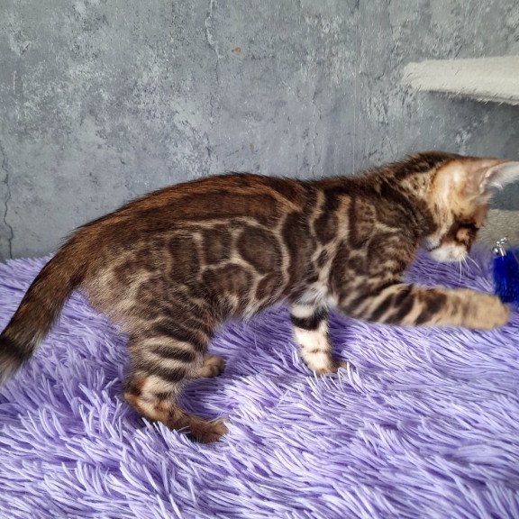 Bengal EM Amur