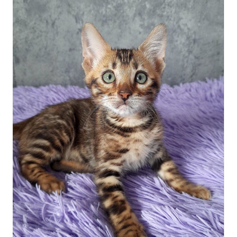 Bengal EM Amur