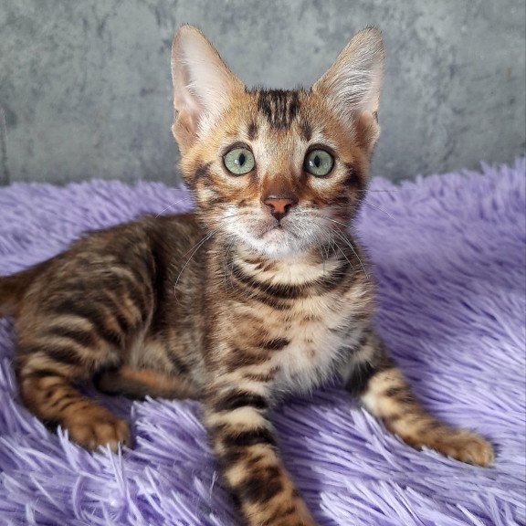 Bengal EM Amur