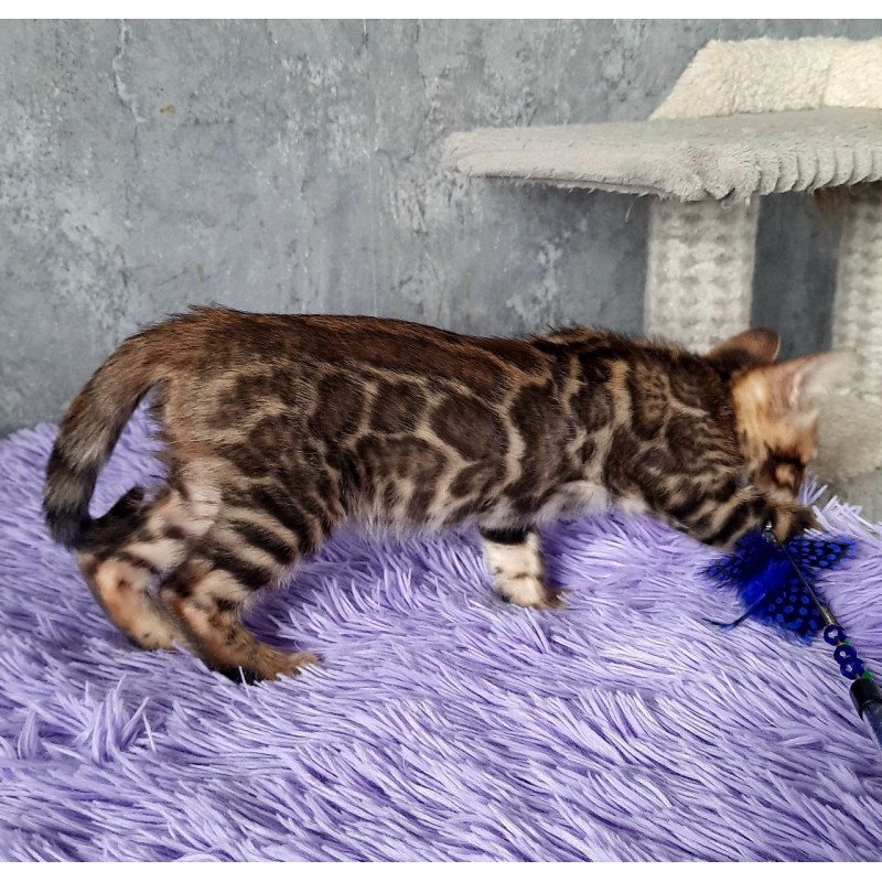 Bengal EM Amur