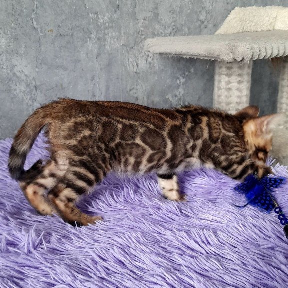 Bengal EM Amur