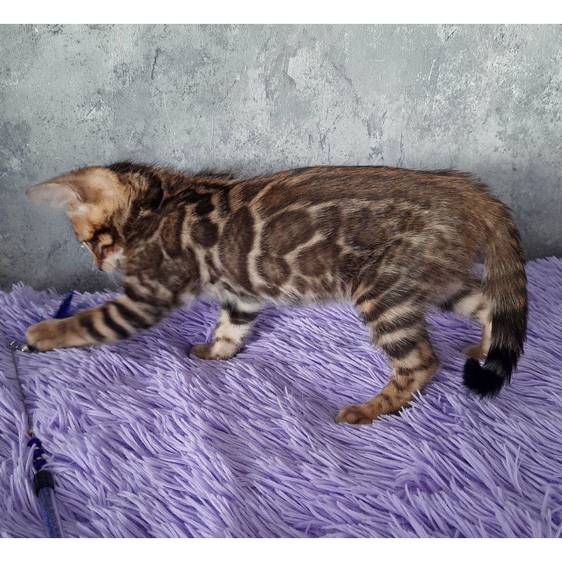 Bengal EM Amur