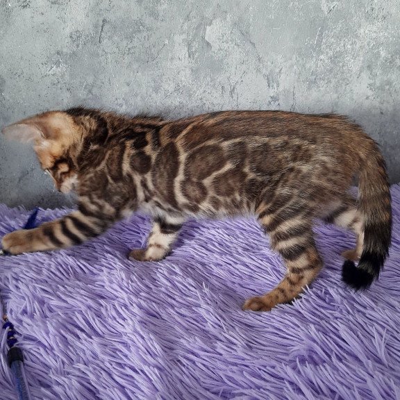 Bengal EM Amur