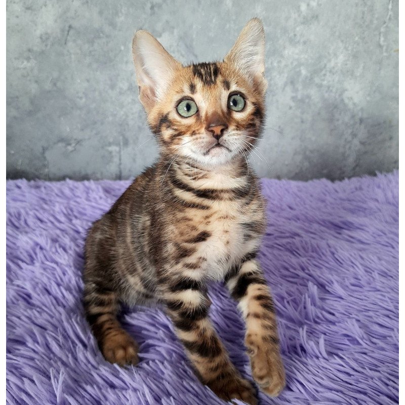 Bengal EM Amur