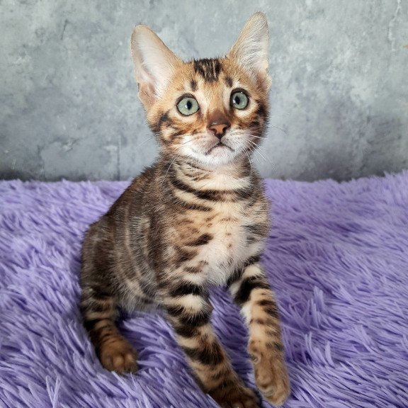 Bengal EM Amur