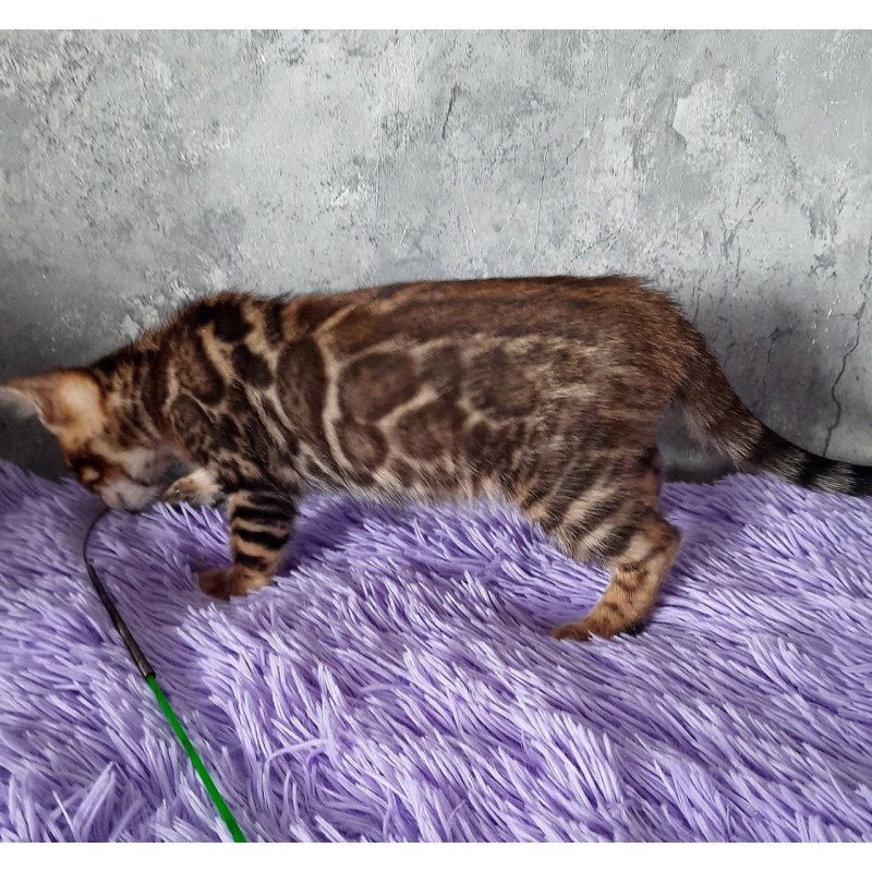 Bengal EM Amur