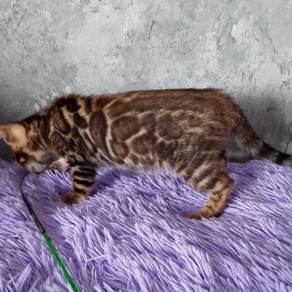 Bengal EM Amur