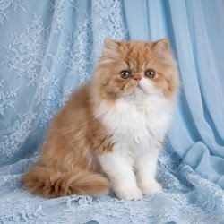 Persian AZ Kassandra