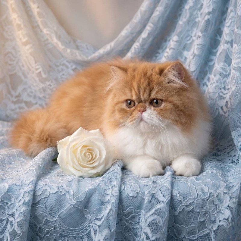 Persian AZ Kassandra