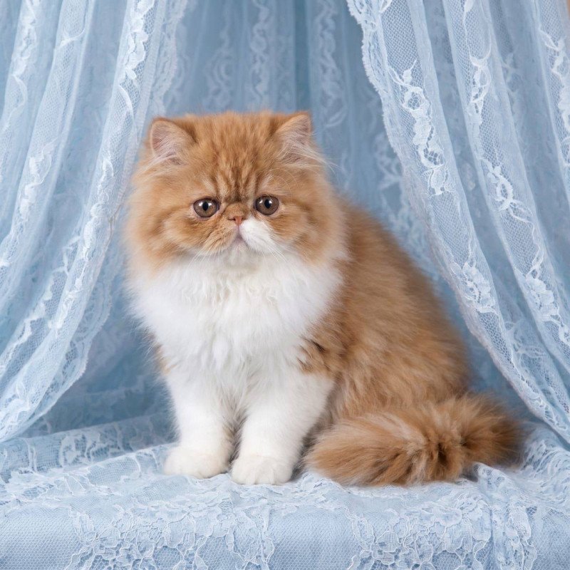 Persian AZ Kassandra