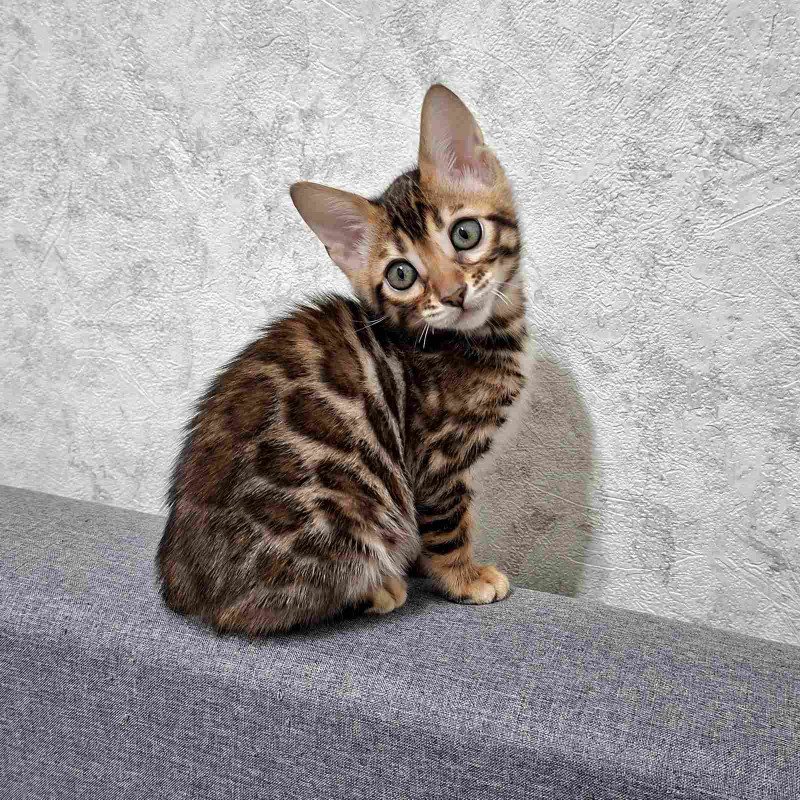 Bengal NOV Gretta