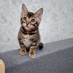 Bengal NOV Gretta