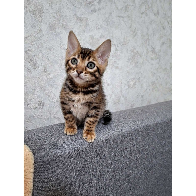 Bengal NOV Gretta