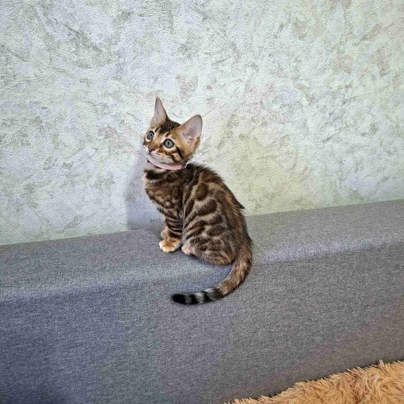 Bengal NOV Gretta