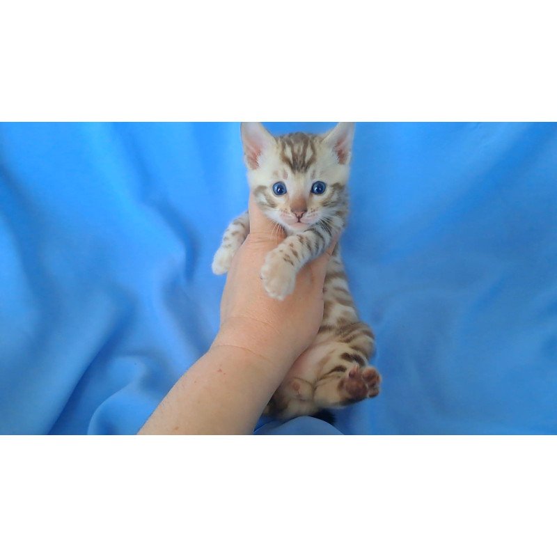 Bengal NOV Kalista