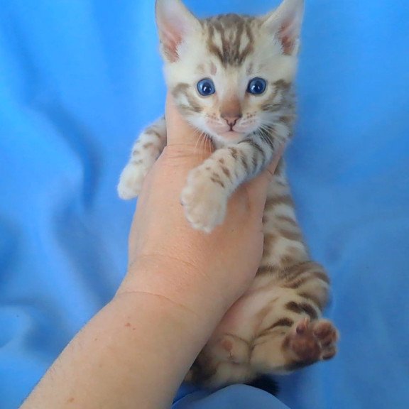 Bengal NOV Kalista