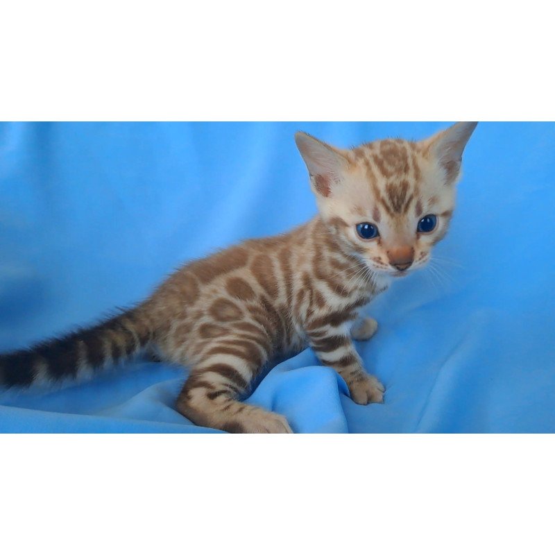 Bengal NOV Kalista