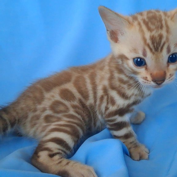 Bengal NOV Kalista