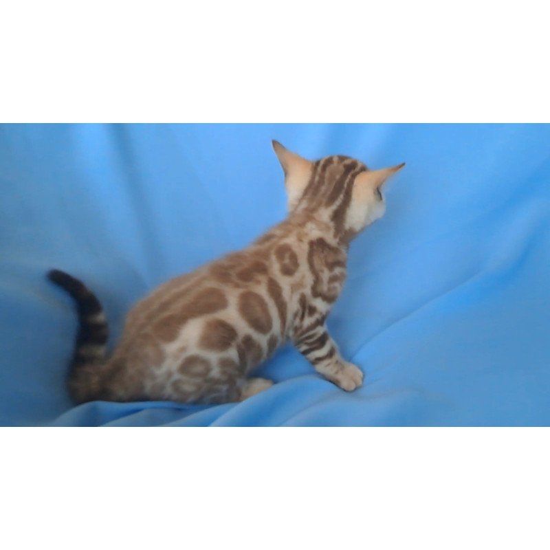 Bengal NOV Kalista