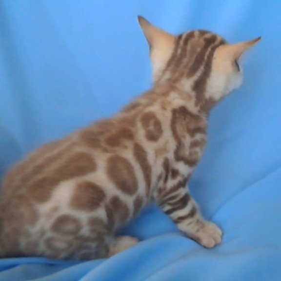 Bengal NOV Kalista