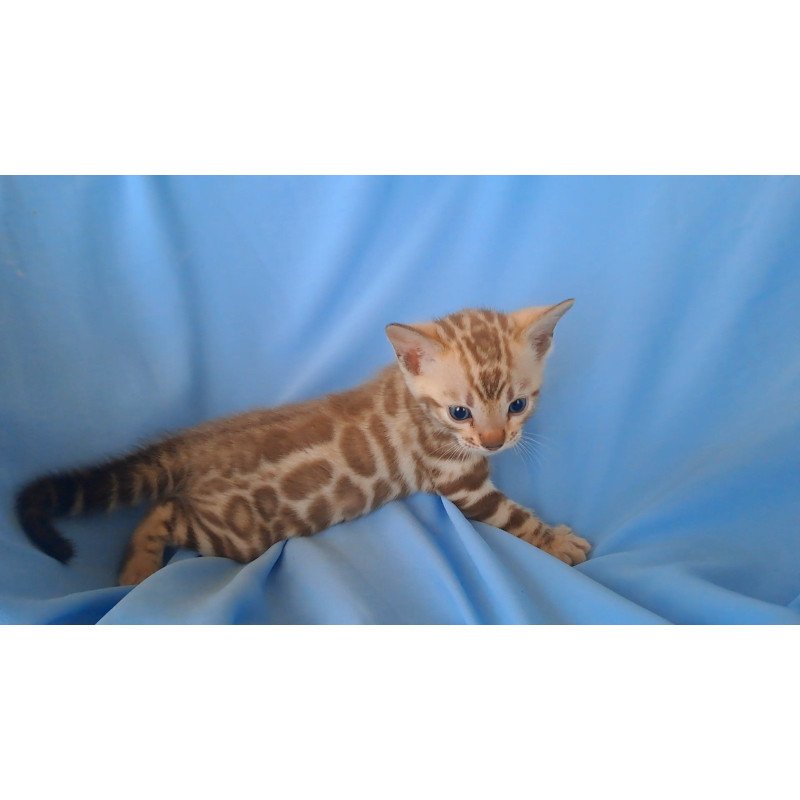 Bengal NOV Kalista