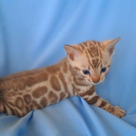 Bengal NOV Kalista
