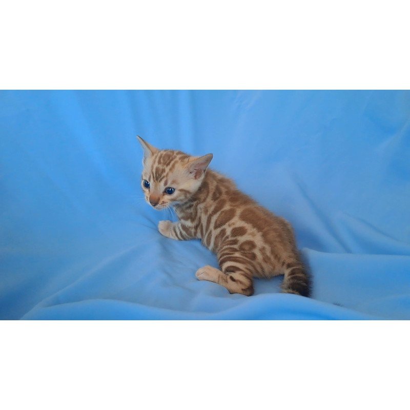 Bengal NOV Kalista