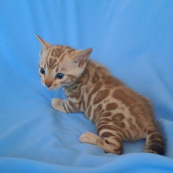 Bengal NOV Kalista