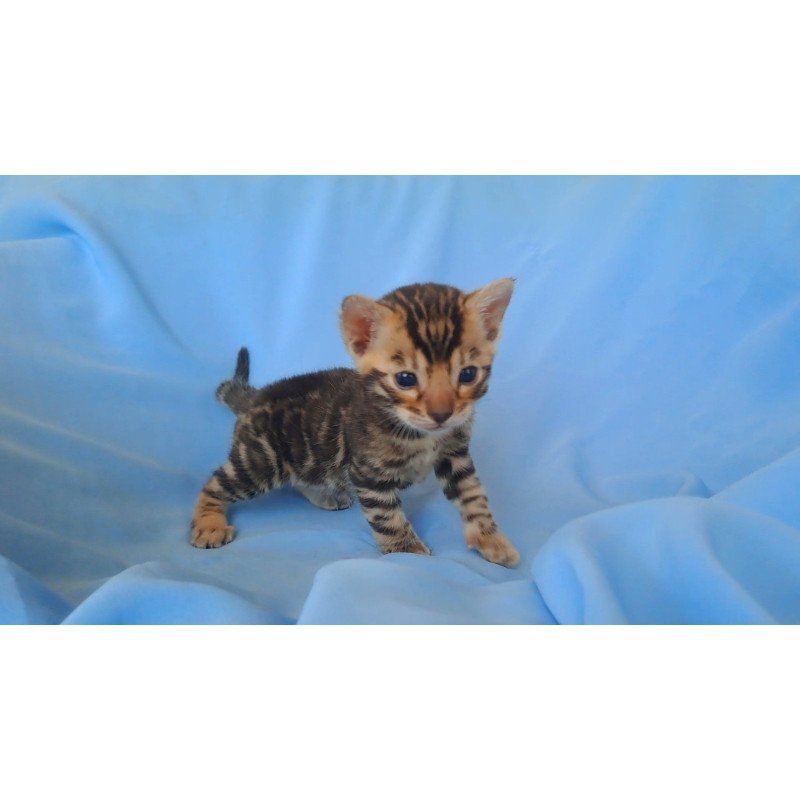 Bengal NOV King